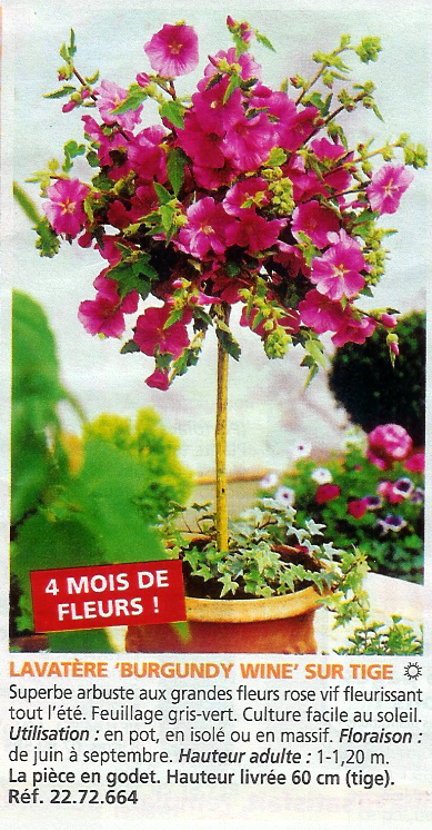 Projet1.png