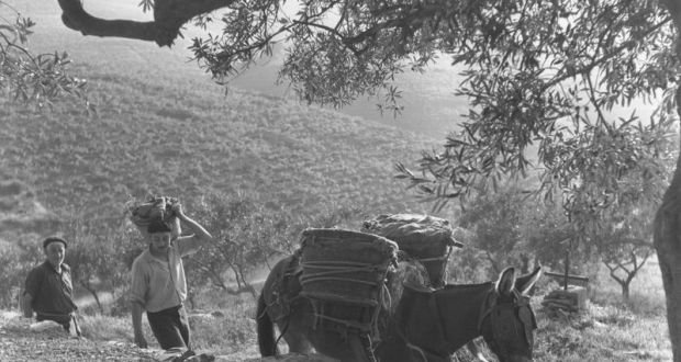 vendanges_-_burro.jpg