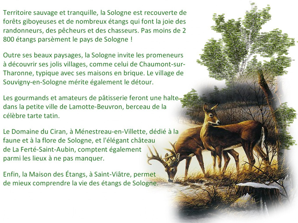 sologne002.jpg