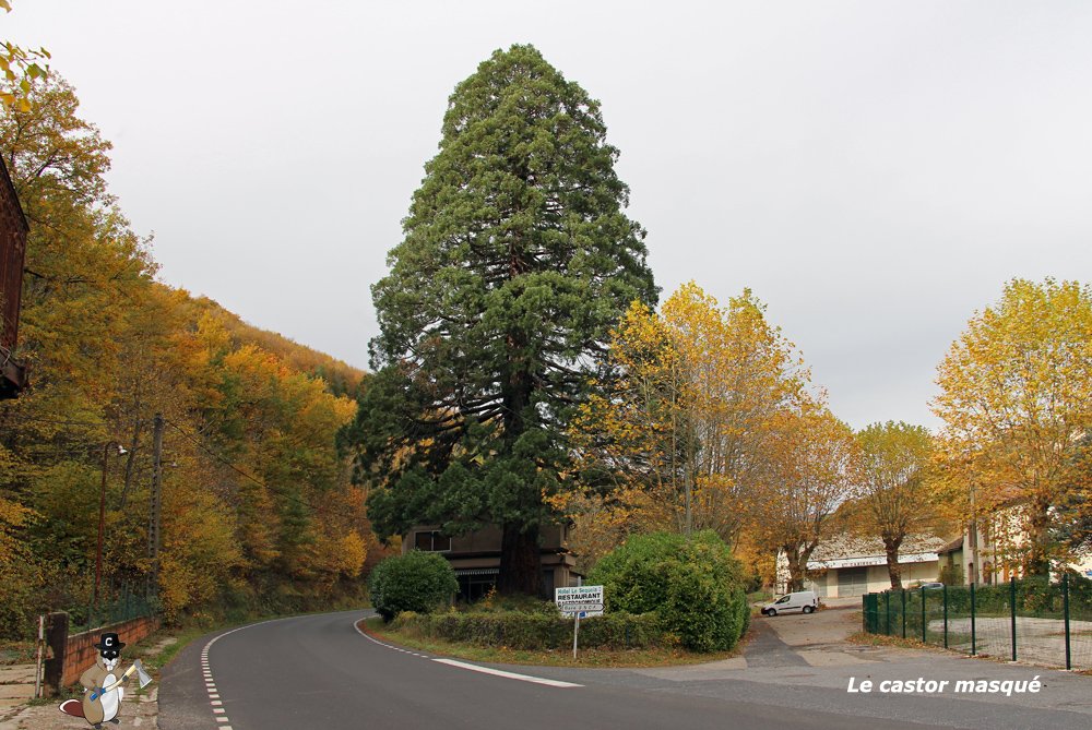 Sequoia-geant-banassac1.jpg