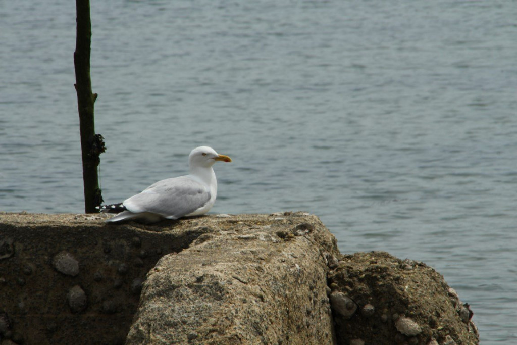 IMG_1343 (Copier).JPG