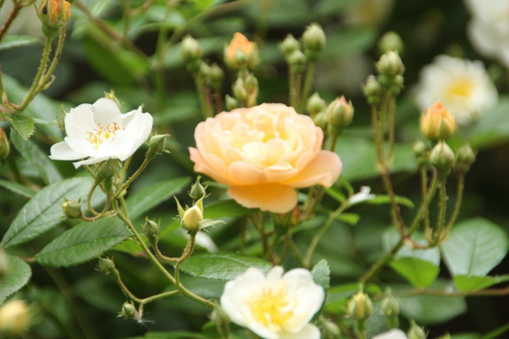 IMG_1537 (Copier).JPG