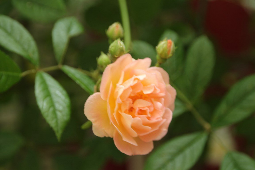 IMG_1538 (Copier).JPG