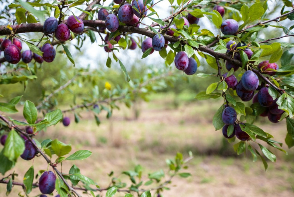 prunes.jpg