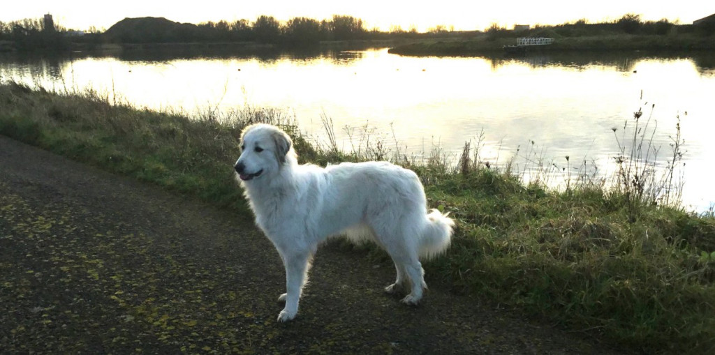 chien.jpg