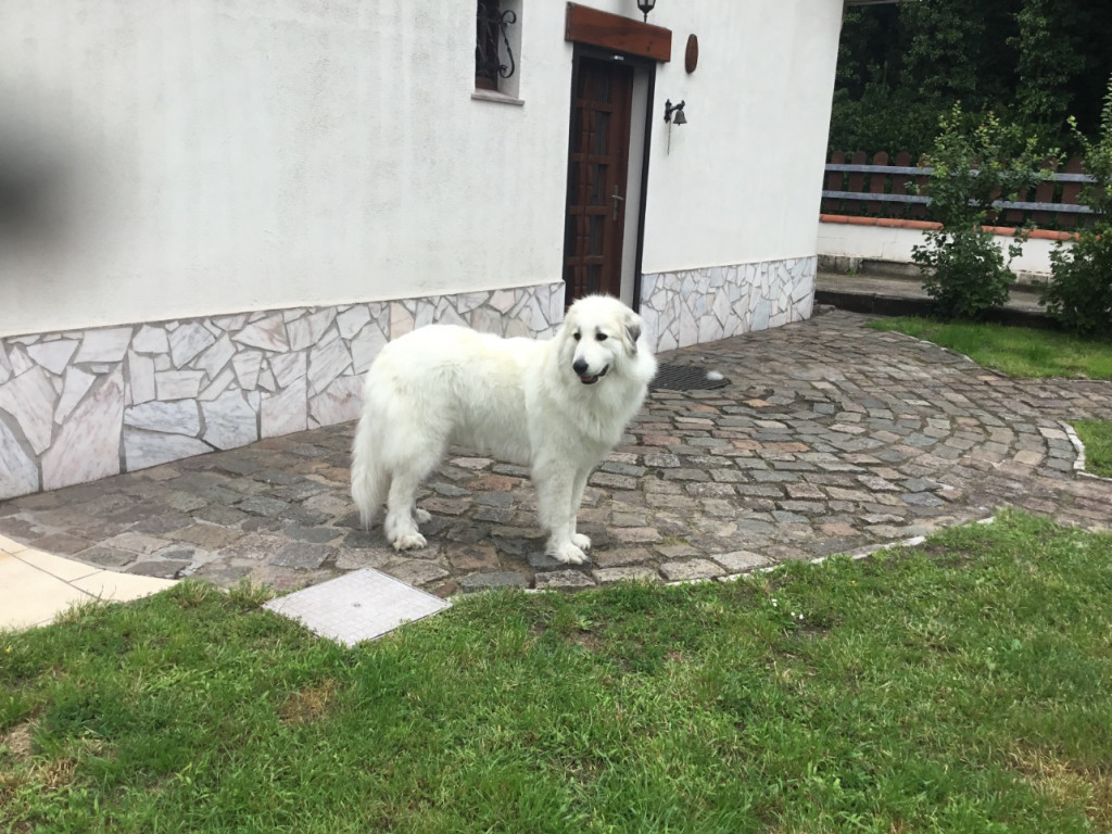 9E5CF053-605C-4233-8C08-1AB11D41780B.jpeg
