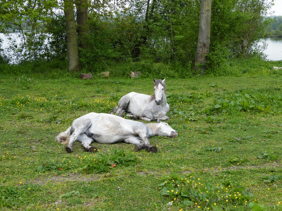 petite sieste