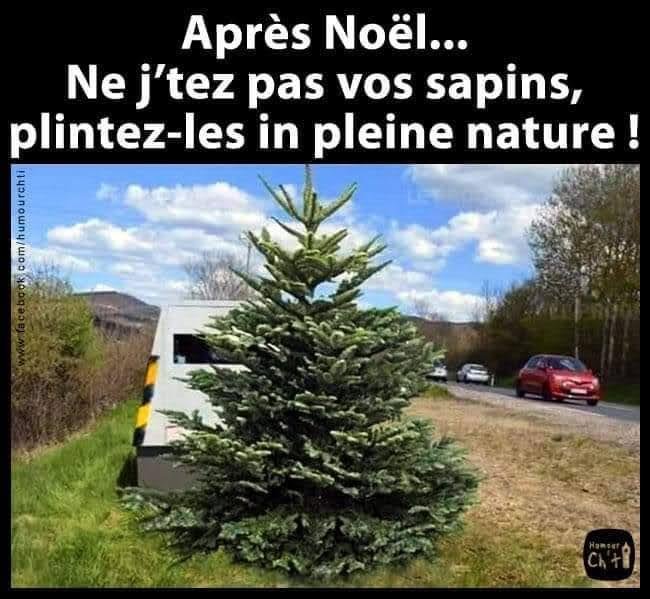 Sapin.JPG