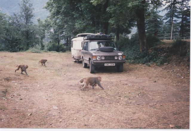 0Camping_Dharamasala_India.jpg