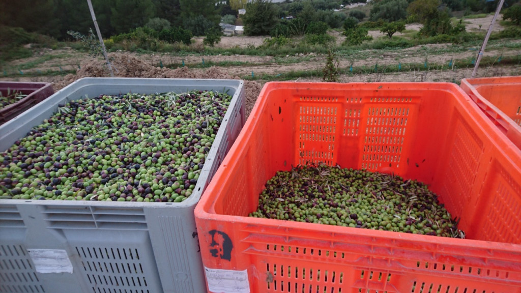 Olives 433 kg 77 l huil