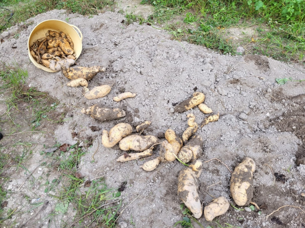 Patates douces ici “moniatos”