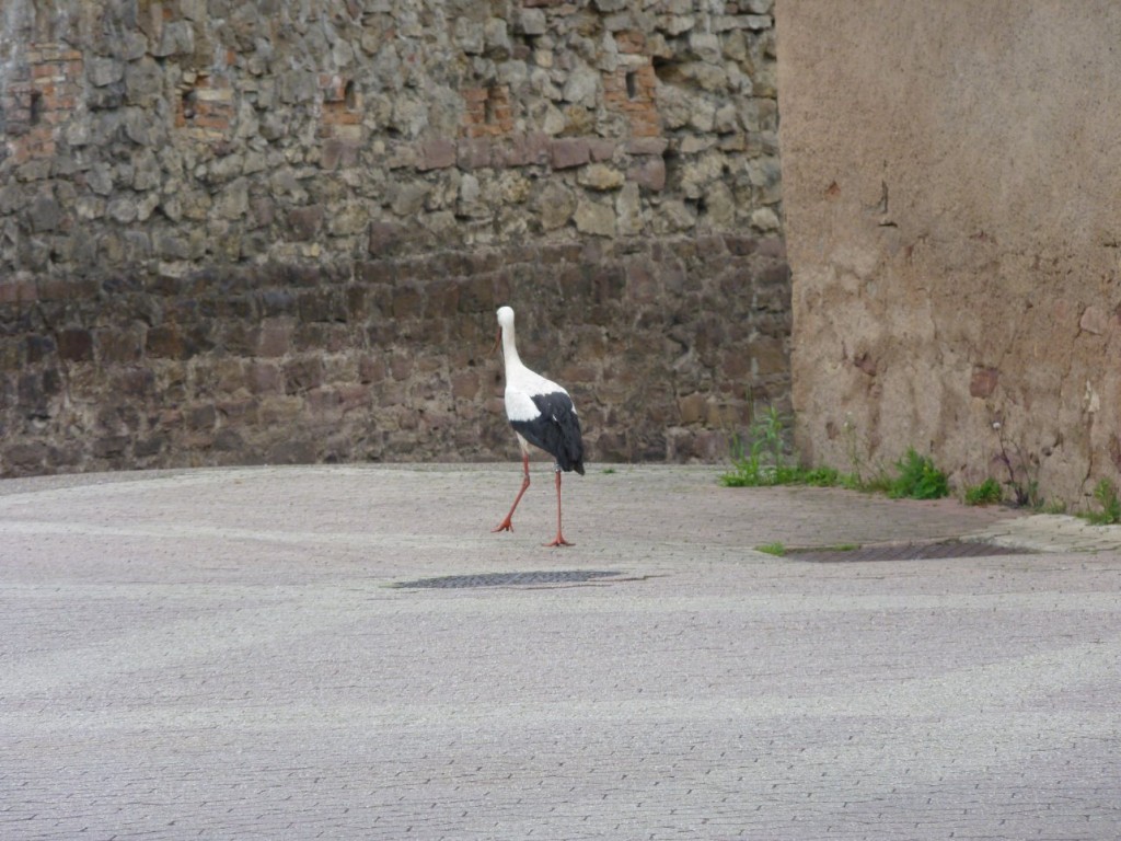 En pleine rue !! et même dans le camping